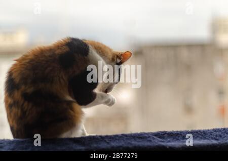 Eine dreifarbige Katze, die auf einem blauen Handtuch am Rand eines Fensters sitzt, das seine rechte Pfote leckt Stockfoto