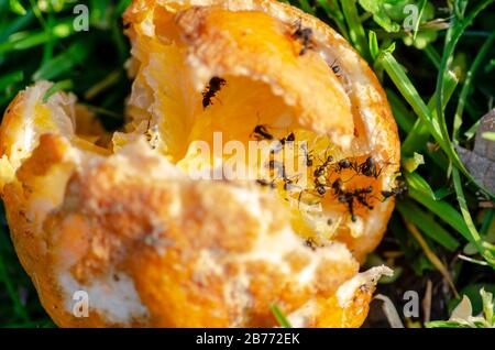 Mandarinen, die von schwarzen Ameisen gefressen werden Stockfoto