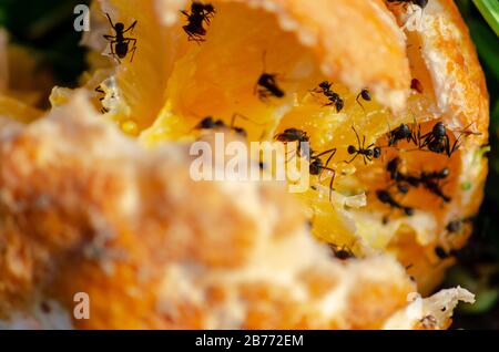 Mandarinen, die von schwarzen Ameisen gefressen werden Stockfoto