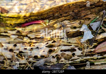 Holz, das von Ameisen oder Termiten voller Löcher gefressen wird Stockfoto