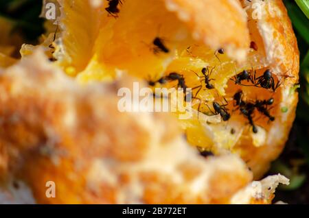 Mandarinen, die von schwarzen Ameisen gefressen werden Stockfoto