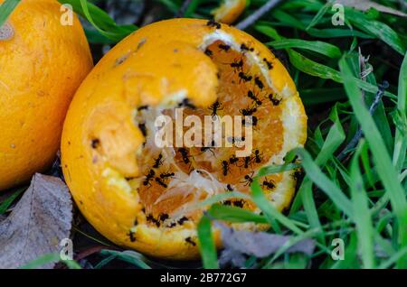 Mandarinen, die von schwarzen Ameisen gefressen werden Stockfoto