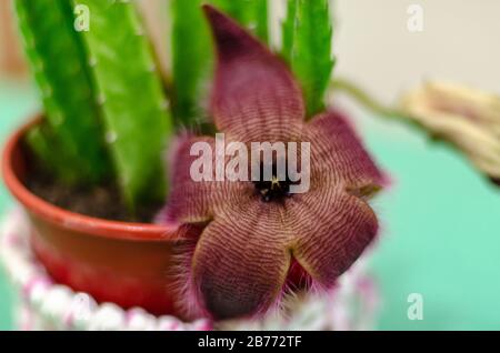 Nahaufnahme einer Kakteen-Stapelia-Blüte in einem Topf mit einer Ummantelung aus Totora-Stoff auf einem grünen Tisch Stockfoto