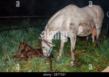 Ein gerade geborener brauner Fohlen wird auf das Gras gelogen, während seine Mutter es mitten in der Nacht riecht Stockfoto