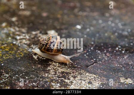 Schnecke auf einer bunten Zementoberfläche Stockfoto