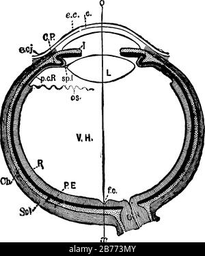 Diagrammatischer horizontaler Abschnitt des menschlichen Auges. C, Cornea; ch. Choroid (gepunktet); C. P, ciliäre Prozesse; z. B. C, Epithel der Cornea und anderes, VI Stock Vektor