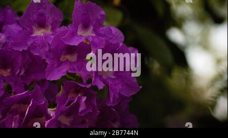 flores moradas Stockfoto