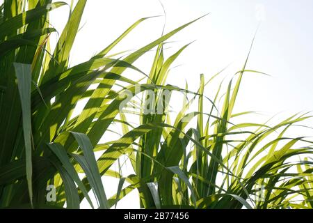 Zuckerrohrblattgrün (selektiver Fokus), Zuckerrohrblatt in der Plantage, Blätter von Zuckerrohr für den Naturhintergrund Stockfoto