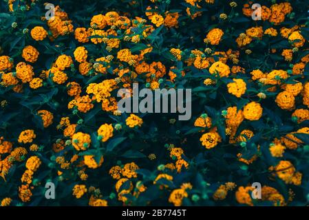 Kleine winzige gelbe und orangefarbene Blumen mit grünen Blättern dazwischen Stockfoto