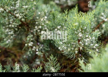 Pinecone in einem Kiefernbaum, der auf Spinnennetz mit einem verblüpften Hintergrund bedeckt ist Stockfoto