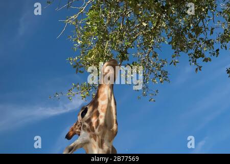 Afrikanische Giraffe, die mit ihrem langen Hals nach oben reicht, um die Blätter eines hohen grünen Baumes mit hellblauem Himmel im Hintergrund zu essen. Stockfoto