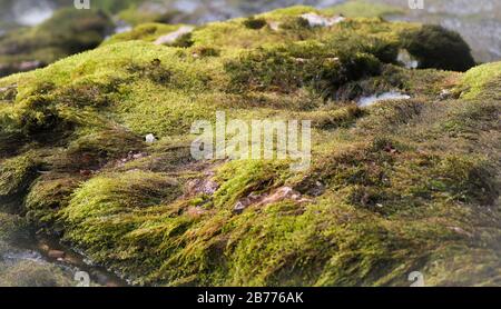 Selektive Fokusaufnahme eines mit grünem Moos bedeckten Felsens Stockfoto