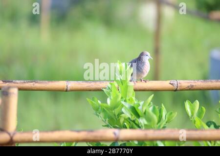 Ein Taubenvogel thront auf dem Zweig des wilden Baumes im Garten Stockfoto