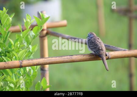 Ein Taubenvogel thront auf dem Zweig des wilden Baumes im Garten Stockfoto