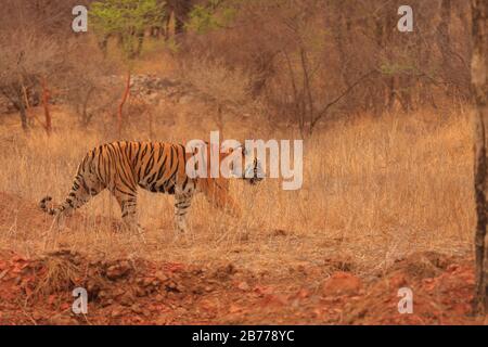 Ein bengaler Tiger - fotografiert von einem Safarifahrzeug im Ranthambhore-Nationalpark (Rajasthan, Indien) Stockfoto