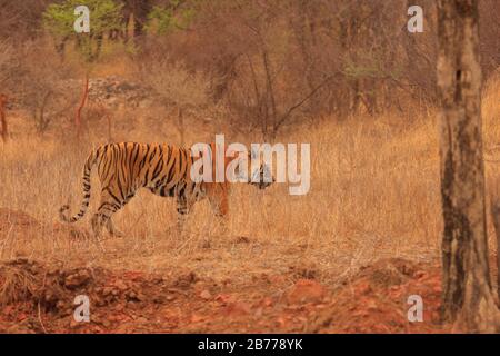 Ein bengaler Tiger - fotografiert von einem Safarifahrzeug im Ranthambhore-Nationalpark (Rajasthan, Indien) Stockfoto