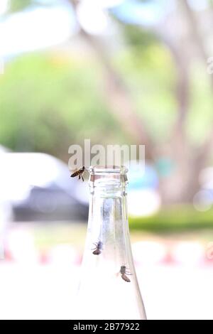 Glasflaschen, mit Biene in Dosen, fliegen in das kratzen, das Honigtau-Limonade auf grünem Bokeh-Hintergrund isst Stockfoto