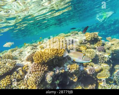 Unterwasseraufnahmen im Roten Meer, Ägypten. Im Vordergrund steht der Rinchant Picasso (Rhinecanthus assasi), einer der bekanntesten Korallenfische, seine Origi Stockfoto