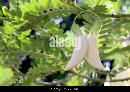 Weiße Agasta-Blume, Sesban, Gemüsebrummvogel, summender Vogelbaum, Schmetterlingsbaum, Agati Sesbania grandiflora Stockfoto