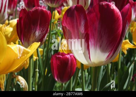 Sydney Royal Botanic Garden im Frühling mit Beetflächen aus rosa und gelben Tulpen (Tulipa), New South Wales, Australien. Stockfoto
