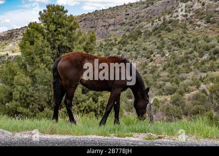 Wildpferde in der Nähe von MT Charleston in Nevada USA Stockfoto