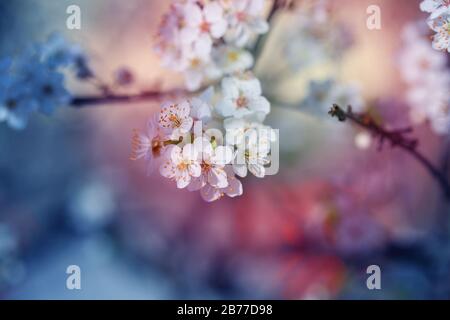 Foto schöne weiße Frühlingsblumen an einem sonnigen Tag an einem Baum Stockfoto