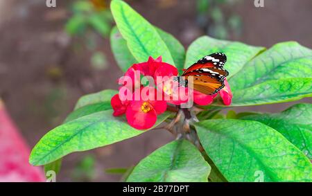 Nahaufnahme eines Schmetterlings an Euphorbia mili Blumen in Blüte mit verschwommenem Hintergrund. Stockfoto