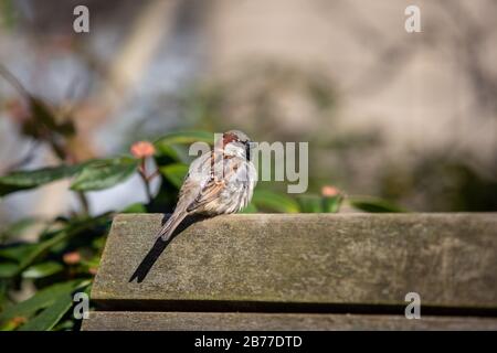 House Sparrow auf einer Bank sitzend Stockfoto