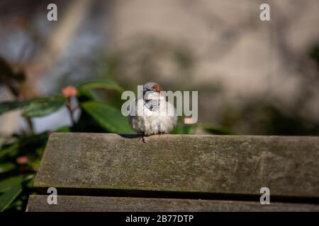 House Sparrow auf einer Bank sitzend Stockfoto