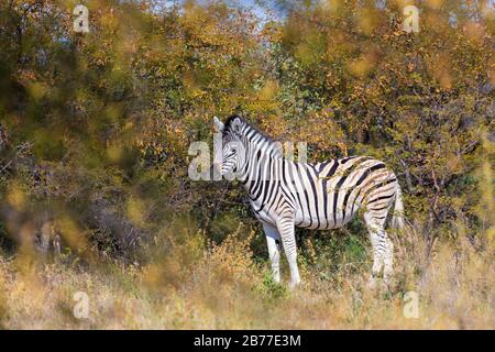 Schöne abgestreift Zebra Kopf im afrikanischen Busch. Khama Rhino Sanctuary Reservierung, Botswana Safari Wildlife. Wildes Tier in der Natur Lebensraum. Dies ist Stockfoto