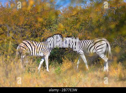 Schöne abgestreift Zebra Kopf im afrikanischen Busch. Khama Rhino Sanctuary Reservierung, Botswana Safari Wildlife. Wildes Tier in der Natur Lebensraum. Dies ist Stockfoto