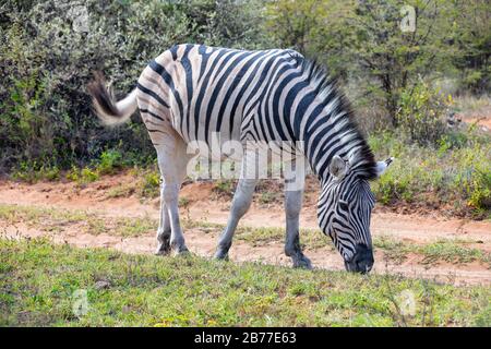 Schöne abgestreift Zebra Kopf im afrikanischen Busch. Khama Rhino Sanctuary Reservierung, Botswana Safari Wildlife. Wildes Tier in der Natur Lebensraum. Dies ist Stockfoto