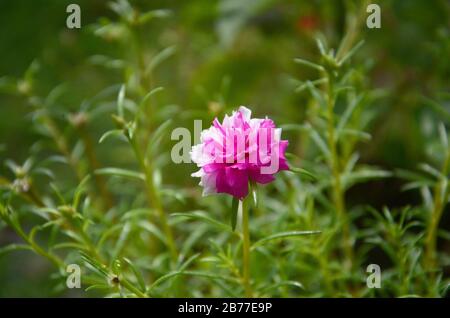 Portulaca grandiflora ist eine saftige blühende Pflanze in der Familie der Portulacaceae, die in Argentinien, Südbrasilien und Uruguay heimisch ist und oft kultivieret Stockfoto