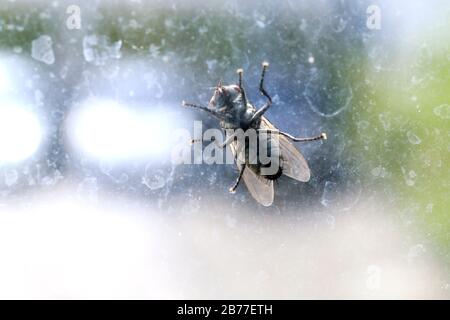 Haus fliegen auf der Windschutzscheibe schmutzig, Chrysomya megacephala (Fabricius), Musca domestica, fliegen ansteckende Krankheiten Stockfoto