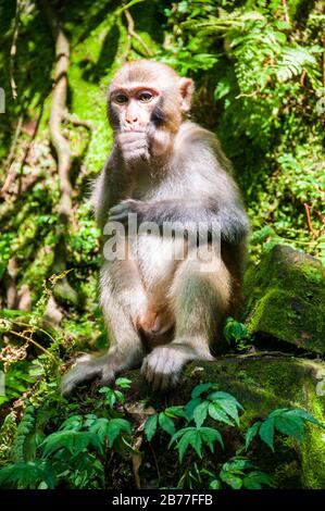 Ein männlicher Rhesus macaque in der Goldenen Peitsche Stream Bereich Zhangjiajie National Forest Park, Hunan Province, China. Stockfoto