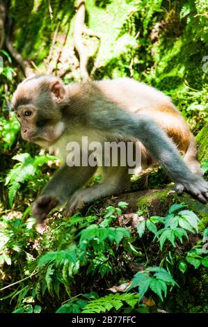 Eine Rhesus macaque in der Goldenen Peitsche Stream Bereich Zhangjiajie National Forest Park, Hunan Province, China. Stockfoto