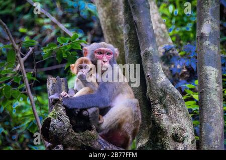 Mutter und Baby Rhesus macaque in einem Baum, der in der goldenen Peitsche Stream Bereich Zhangjiajie National Forest Park, Hunan Province, China. Stockfoto