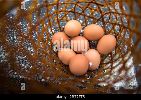 Nahaufnahme von geothermisch heißen Frühlings-gekochten Eiern im Bambuskorb Stockfoto