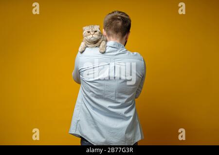 Traurige Katze, schottischer Falter, sitzt auf der Schulter des Besitzers und blickt auf die Kamera. Konzept der Liebe zu Haustieren. Stockfoto