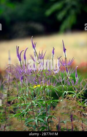 Veronicastrum virginicum Faszination, Culver's Root, Lila, Hellblau, Blumen, Blüte, Stängel, RM Floral Stockfoto