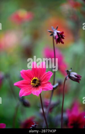 dahlia, lila, einfach, Blume, Blumen, Dahlien, RM-Blumenmuster Stockfoto