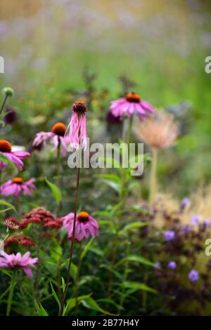 Echinacea pallida, blasslila Koneblume, Koneblumen, Blume, Blumen, Pflanzenporträts, Stauden, gemischter Rand, gemischte Pflanzkombination, RM-Blumenmuster Stockfoto