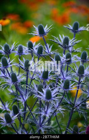 Eryngium X Zabelii Big Blue, Sea Holly, blaue Blumen, blaue Blume, Blüte, Rand, RM Floral Stockfoto