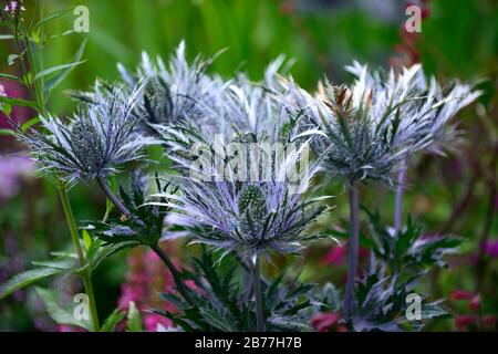 Eryngium alpinum, Sea Holly, blaue silberne Blumen, blaue Blume, Blüte, Rand, RM Floral Stockfoto