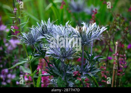 Eryngium alpinum, Sea Holly, blaue silberne Blumen, blaue Blume, Blüte, Rand, RM Floral Stockfoto