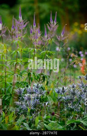 Eryngium alpinum, Sea Holly, blaue silberne Blumen, blaue Blume, Blüte, Rand, RM Floral Stockfoto