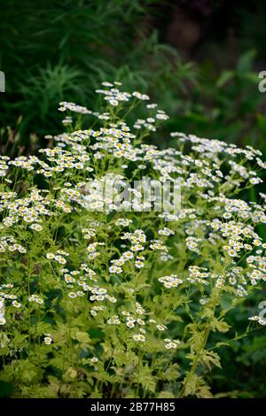 Tanacetum parthenium, Mutterkraut, weiß, Blumen, Blume, Blüte, Heilpflanze, Kräuter, traditionelle, Kräuter, Garten, Gärten, jährliche, RM Floral Stockfoto