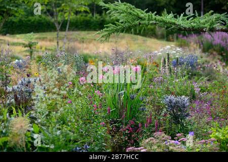 Eryngium alpinum, Sea Holly, blaue silberne Blumen, blaue Blume, Blüte, Rand, Bett, gemischte Stauden, mehrjährige, gemischte Pflanzen, Kombination, RM Flora Stockfoto