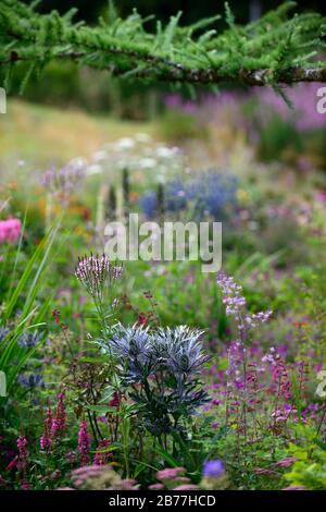 Eryngium alpinum, Sea Holly, blaue silberne Blumen, blaue Blume, Blüte, Rand, Bett, gemischte Stauden, mehrjährige, gemischte Pflanzen, Kombination, RM Flora Stockfoto