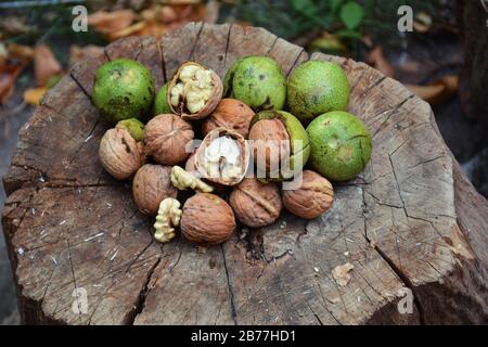 Kleine Walnüsse am Walnussbaum in Armenien. Grüne unreife Walnüsse hängen an einem Ast. Grüne Blätter und unreife Nussbaum. Rohe Walnüsse in grüner Nußschale. Stockfoto